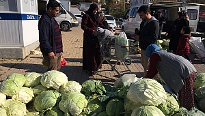 Meşhur beyaz lahana yoğun ilgi görüyor