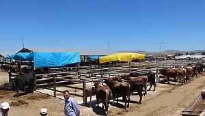 SUNGURLU'DA HAYVAN PAZARI BİR SÜRE KAPATILDI