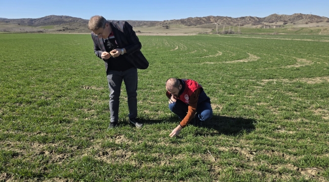 HUBUBAT EKİLİ ALANLARDA KONTROLLER DEVAM EDİYOR