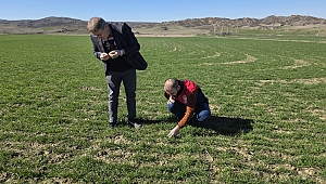 HUBUBAT EKİLİ ALANLARDA KONTROLLER DEVAM EDİYOR