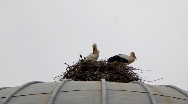 LEYLEKLER SUNGURLU'YA GELDİ…