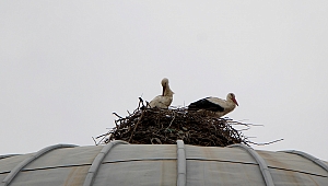 LEYLEKLER SUNGURLU'YA GELDİ…