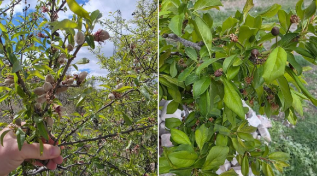METEOROLOJİ ZİRAİ DON UYARISI YAPTI...