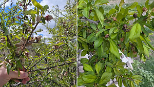 METEOROLOJİ ZİRAİ DON UYARISI YAPTI...