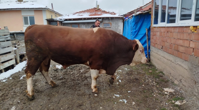 SUNGURLU'DA KURBANLIK BOĞA 400 BİN LİRAYA SATILDI