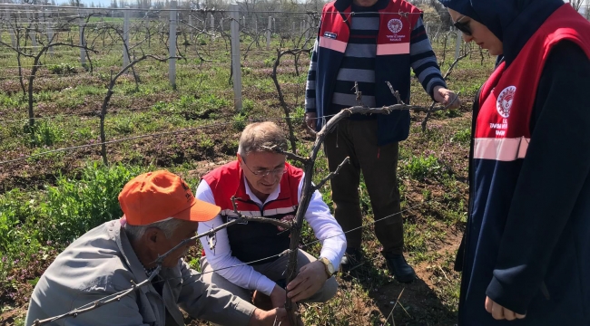 YÖRÜKLÜ KÖYÜNDE BAĞLAR BUDANDI…