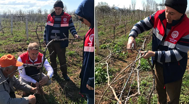 YÖRÜKLÜ KÖYÜNDE BAĞLAR BUDANDI…