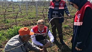 YÖRÜKLÜ KÖYÜNDE BAĞLAR BUDANDI…