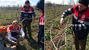 YÖRÜKLÜ KÖYÜNDE BAĞLAR BUDANDI…