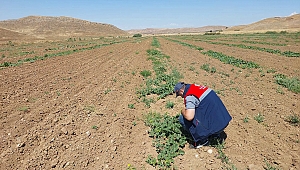  SUNGURLU'NUN MEŞHUR '10 DİLİM' KAVUNU BÜYÜYOR